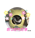 kuma♡♡ハム日常（個別スタンプ：20）