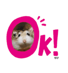 kuma♡♡ハム日常（個別スタンプ：33）