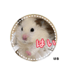 kuma♡♡ハム日常（個別スタンプ：35）