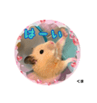 kuma♡♡ハム日常（個別スタンプ：36）