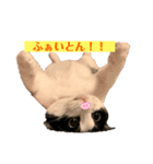 黒白はちわれきんとん2（個別スタンプ：4）