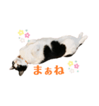 黒白はちわれきんとん2（個別スタンプ：8）