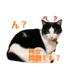 黒白はちわれきんとん2（個別スタンプ：10）