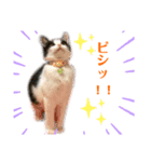 黒白はちわれきんとん2（個別スタンプ：11）
