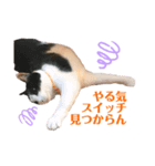 黒白はちわれきんとん2（個別スタンプ：12）