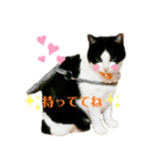 黒白はちわれきんとん2（個別スタンプ：13）