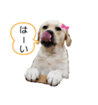 ラブラドールは祭くん(2)（個別スタンプ：1）