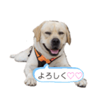 ラブラドールは祭くん(2)（個別スタンプ：2）