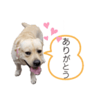 ラブラドールは祭くん(2)（個別スタンプ：4）