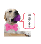 ラブラドールは祭くん(2)（個別スタンプ：6）