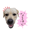 ラブラドールは祭くん(2)（個別スタンプ：7）