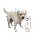 ラブラドールは祭くん(2)（個別スタンプ：10）