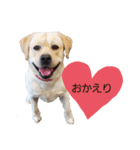 ラブラドールは祭くん(2)（個別スタンプ：13）
