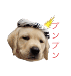 ラブラドールは祭くん(2)（個別スタンプ：14）
