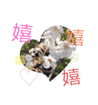 ラブラドールは祭くん(2)（個別スタンプ：16）