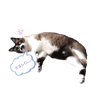 毛むくじゃらな僕の日常：my name is TANUU（個別スタンプ：2）