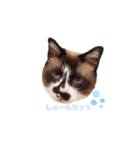毛むくじゃらな僕の日常：my name is TANUU（個別スタンプ：3）