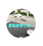 PETSファミリー（個別スタンプ：5）