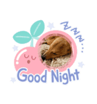 PETSファミリー（個別スタンプ：8）