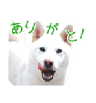 白い柴犬スタンプ（個別スタンプ：1）