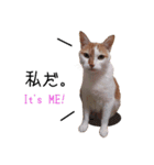 うちのチャビさん2.1（個別スタンプ：6）