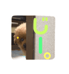 てんこのスタンプ♡（個別スタンプ：4）