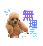 てんこのスタンプ♡（個別スタンプ：16）