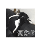 ピピとくう。（個別スタンプ：14）