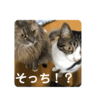 ピピとくう。（個別スタンプ：15）