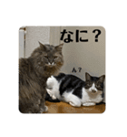 ピピとくう。（個別スタンプ：16）