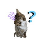 猫のチロ2（個別スタンプ：1）