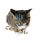 猫のチロ2（個別スタンプ：2）
