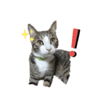 猫のチロ2（個別スタンプ：3）