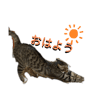 猫のチロ2（個別スタンプ：4）