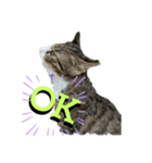 猫のチロ2（個別スタンプ：5）