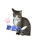 猫のチロ2（個別スタンプ：6）