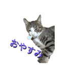 猫のチロ2（個別スタンプ：7）