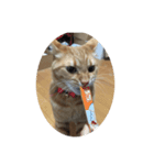 猫のうにくん、その2（個別スタンプ：1）