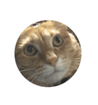 猫のうにくん、その2（個別スタンプ：2）