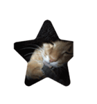 猫のうにくん、その2（個別スタンプ：3）