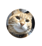 猫のうにくん、その2（個別スタンプ：4）