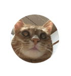 猫のうにくん、その2（個別スタンプ：6）