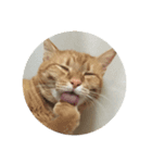 猫のうにくん、その2（個別スタンプ：7）