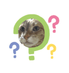 猫のうにくん3（個別スタンプ：1）