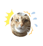 猫のうにくん3（個別スタンプ：3）