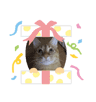 猫のうにくん3（個別スタンプ：4）
