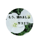 花言葉メッセージ（個別スタンプ：3）