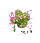 花言葉メッセージ（個別スタンプ：8）