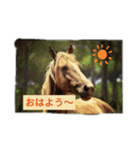 使えるお馬さん（個別スタンプ：3）