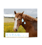 使えるお馬さん（個別スタンプ：6）